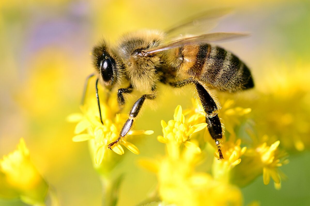 melliferous: of a plant or its parts: bearing any substance (such as nectar or pollen) which is collected by...