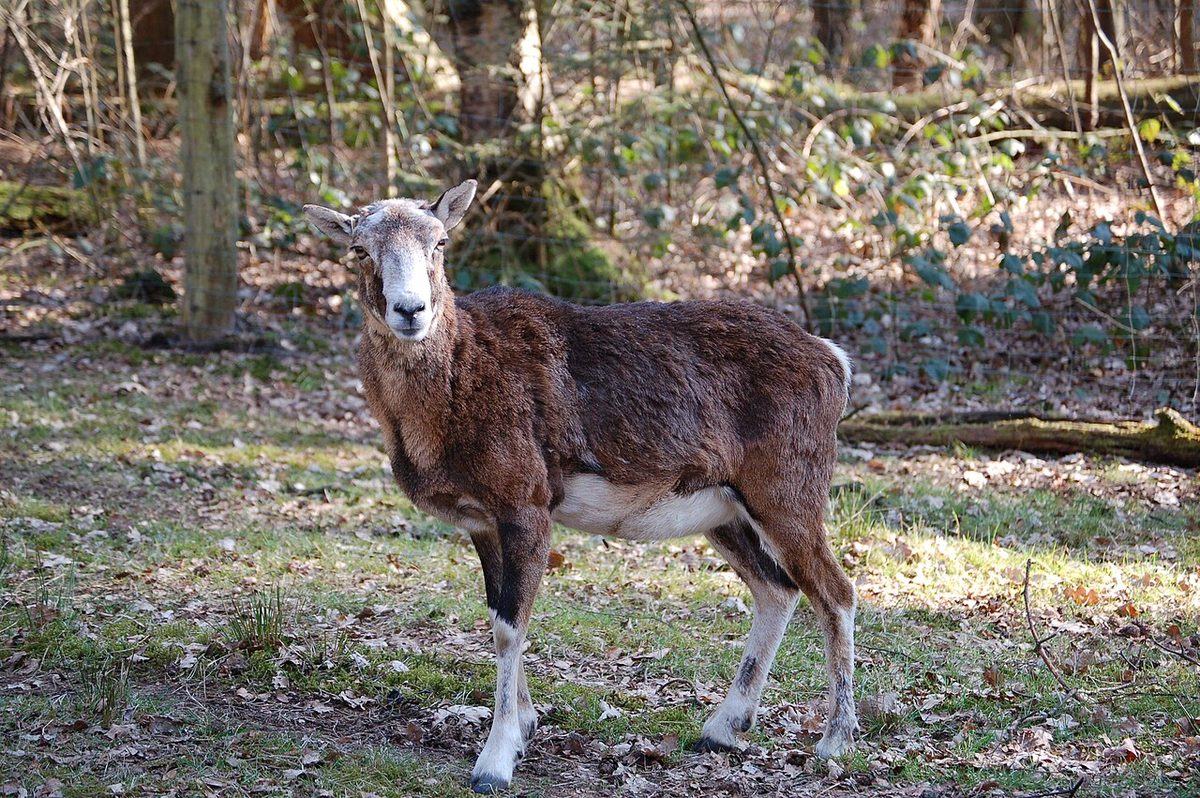 mouflon: a species of wild sheep, Ovis orientalis musimon, syn. Ovis aries musimon, endemic to Sardinia and...