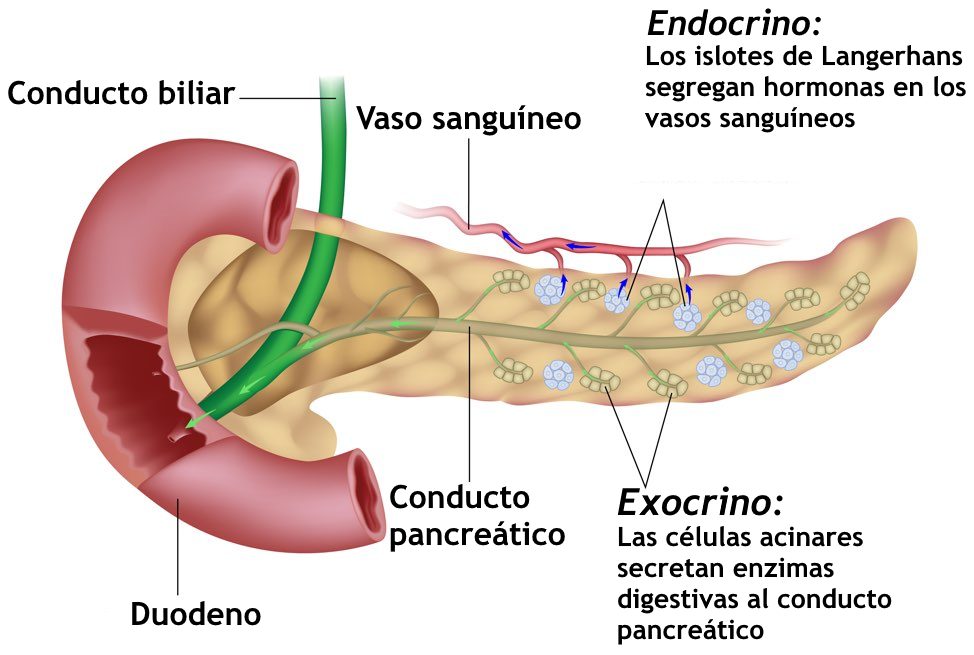 pancreas: a gland near the stomach which secretes a fluid into the duodenum to assist with food digestion