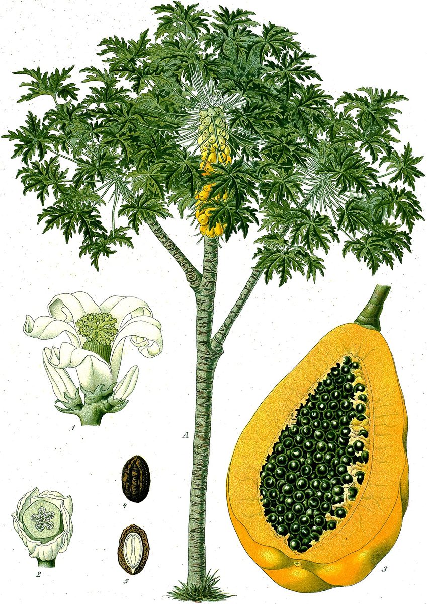 papaya: a tropical American evergreen tree, Carica papaya, having large, yellow, edible fruit
