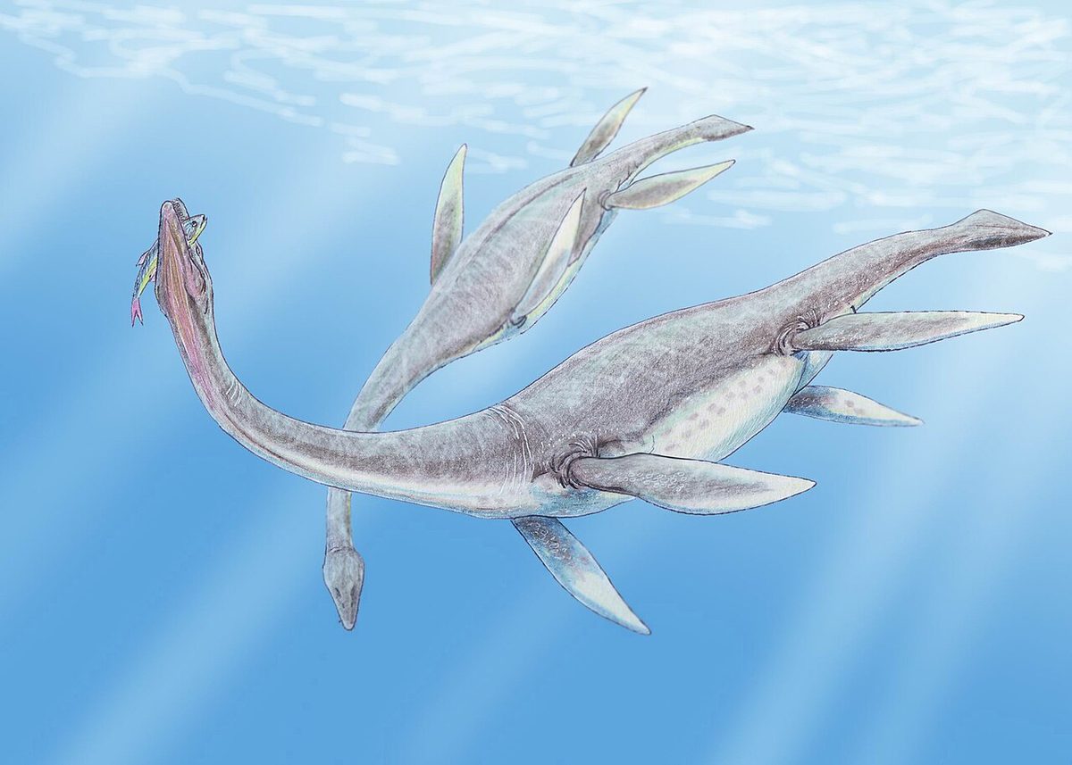 plesiosaur: any of the order †Plesiosauria of extinct marine reptiles, from the Jurassic and Cretaceous periods
