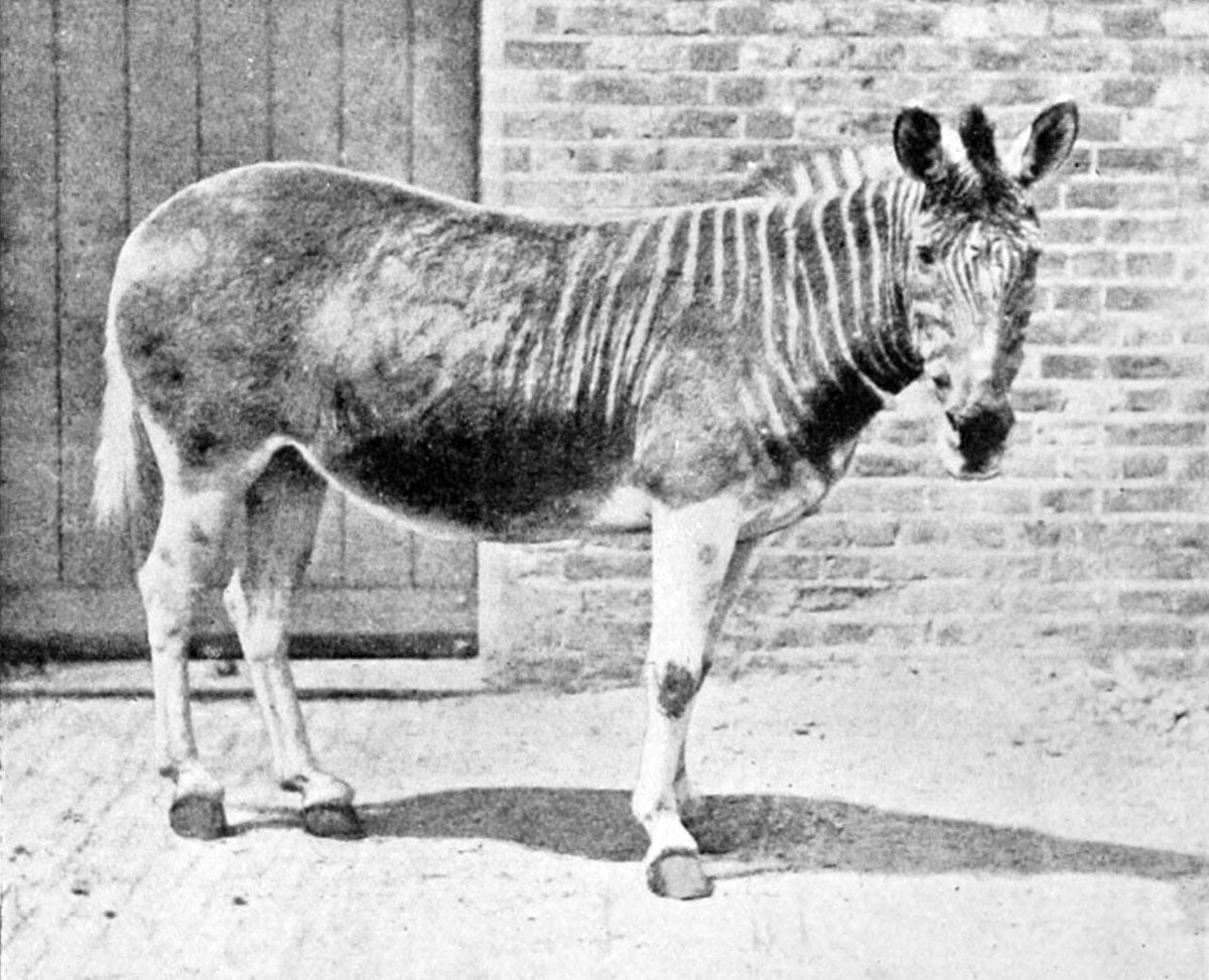quagga: a southern-African subspecies of plains zebra, Equus quagga quagga, which went extinct in 1883. The...