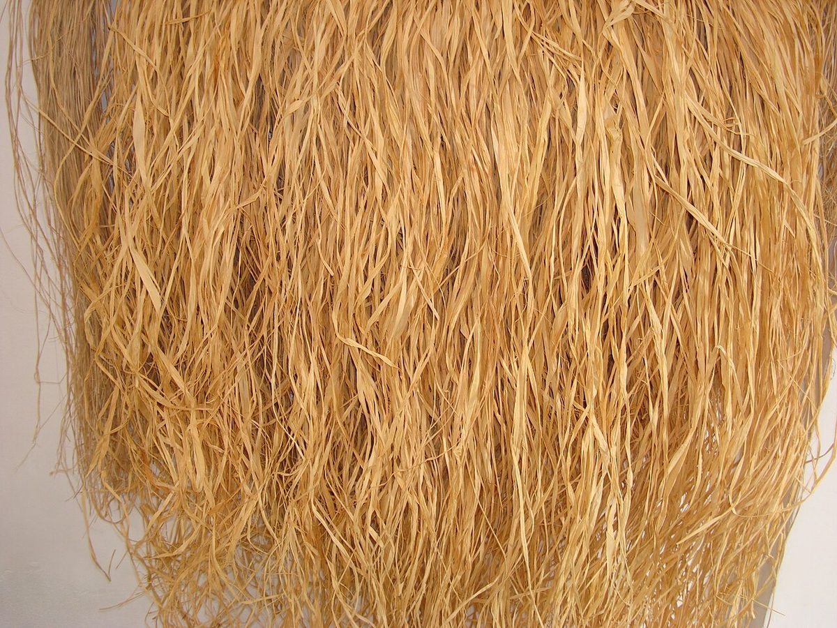 raffia: a fibrous material used for tying plants, originating from the leaves of raffia palm trees (genus...