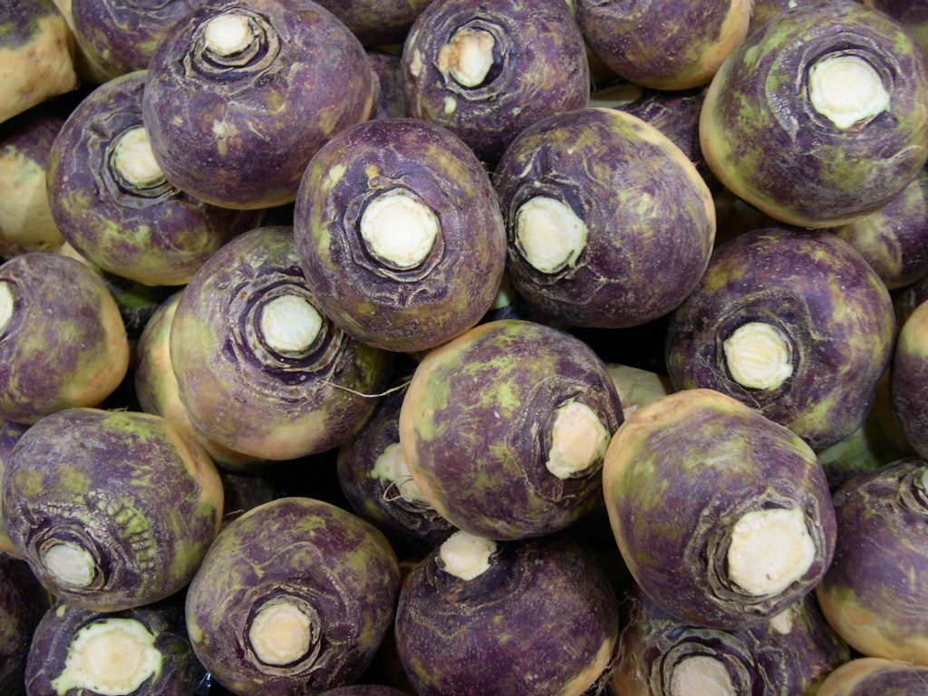 rutabaga: the swede, or Swedish turnip; the European plant Brassica napus var. napobrassica