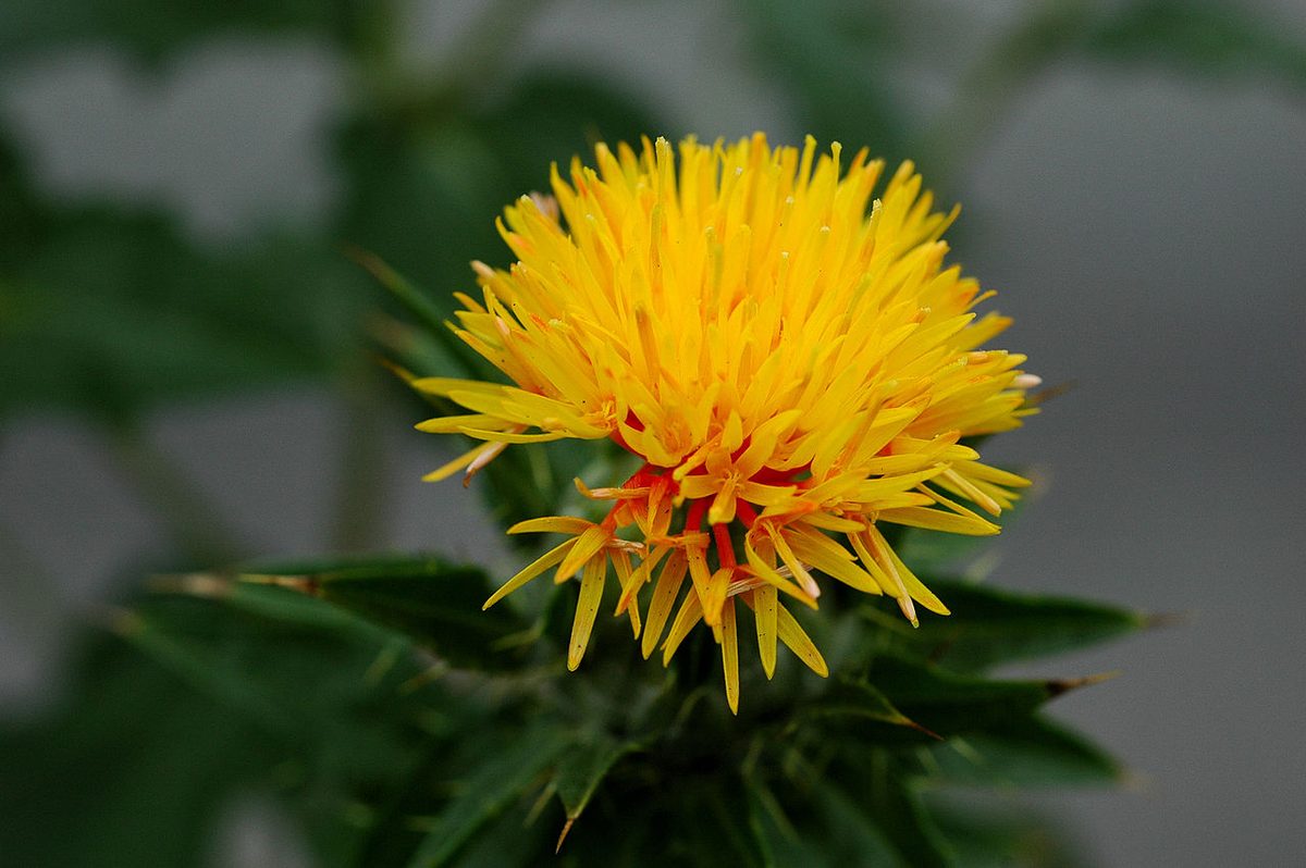 safflower: a cultivated thistle-like plant, Carthamus tinctorius, family Asteraceae, now grown mainly for its...
