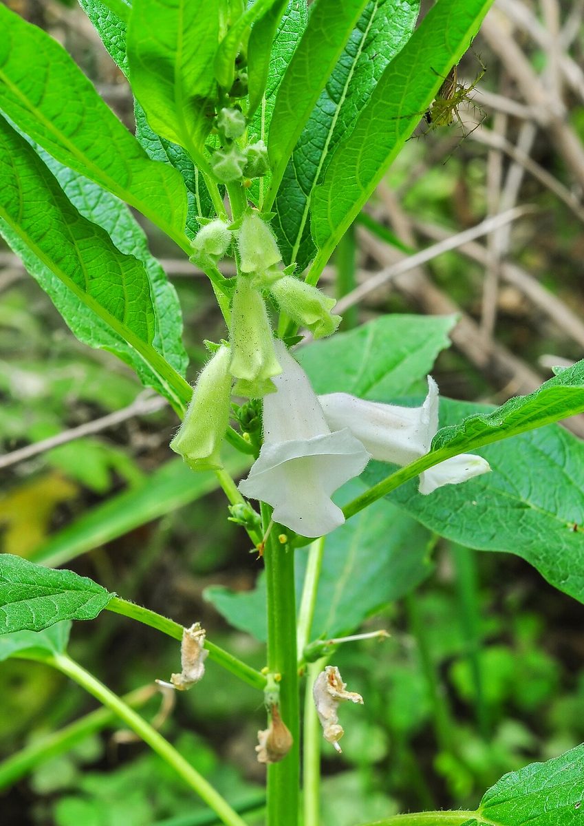 sesame: a tropical Asian plant (Sesamum indicum) bearing small flat seeds used as food and as a source of...