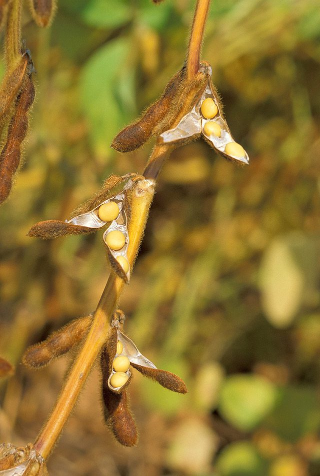 soybean: a legume plant (Glycine max), commonly cultivated for human and animal consumption and as a...