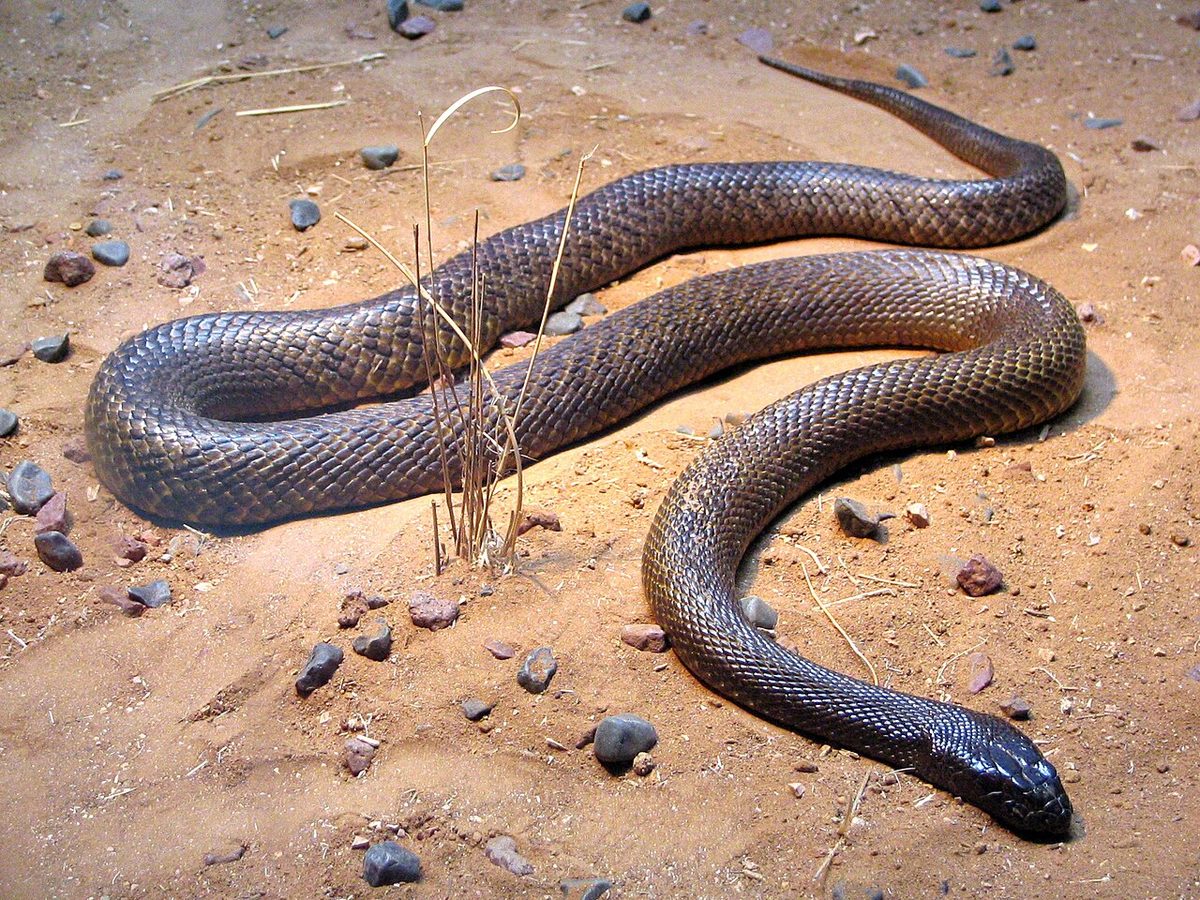 taipan: any venomous elapid snake of the genus Oxyuranus, found in Australia and New Guinea