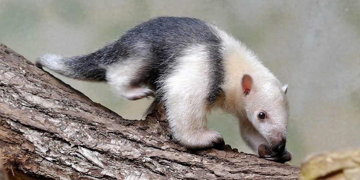 tamandua: an anteater of the genus Tamandua