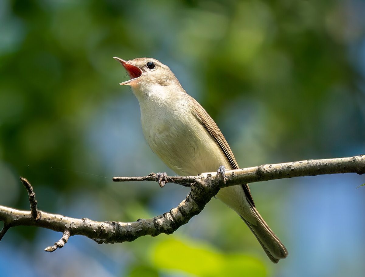 vireo: any of a number of small insectivorous passerine birds, of the genus Vireo, that have grey-green...