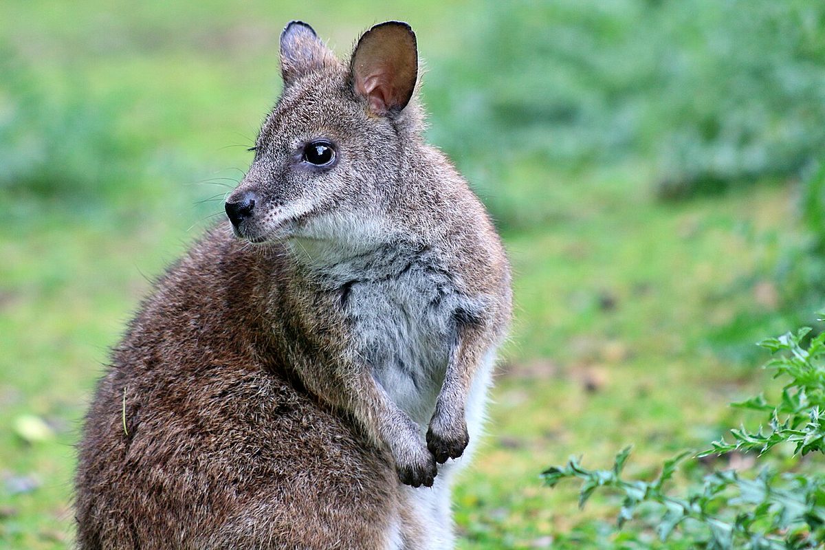 wallaby: any of several species of macropod marsupials; usually smaller and stockier than kangaroos