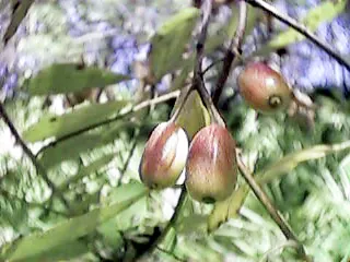 ogeechee lime: a species of tupelo (Nyssa ogeche) which grows in swamps in Georgia and Florida