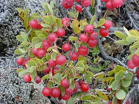 ohelo: a small red or yellow berry growing on the shrub Vaccinium reticulatum of volcanic parts of the...