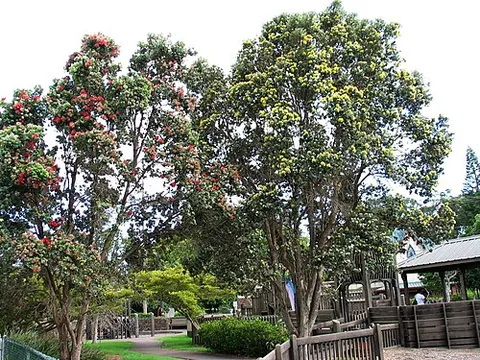 ohia: in Hawaii: the lehua, Metrosideros polymorpha (native to Hawaii)