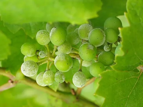 oidium: a fragile spore produced by some fungi
