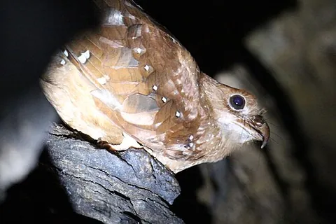 oilbird: a nocturnal South American bird, of the species Steatornis caripensis of the order...