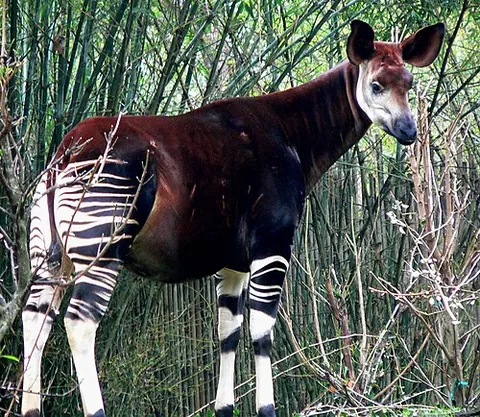 okapi: a ruminant (Okapia johnstoni) found in the rainforests of the Congo, related to the giraffe but...