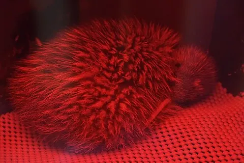 okarito brown kiwi: a recently identified kind of kiwi, of species Apteryx rowi