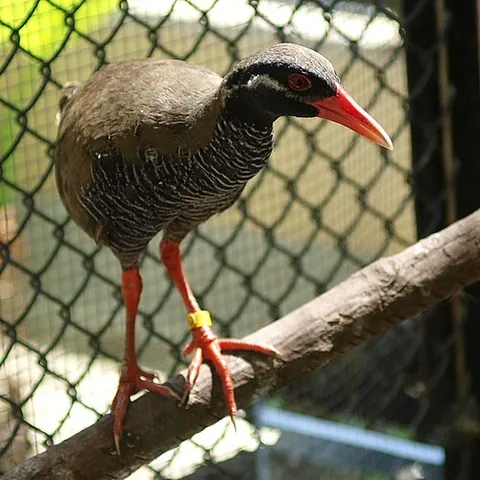 okinawa rail: a species of rail, Gallirallus okinawae, endemic to Okinawa Island in Japan