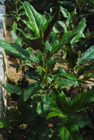 okinawa spinach: gynura bicolor, an edible perennial plant with dark green and purple leaves used in cooking and...
