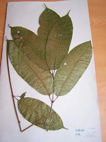 okoume: aucoumea klaineana, an African hardwood