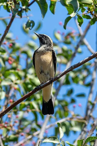 old world flycatcher: any of various small birds of the passerine family Muscicapidae, of Africa and Eurasia; a muscicapid