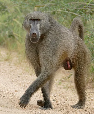 old world monkey: any primate of the family Cercopithecidae