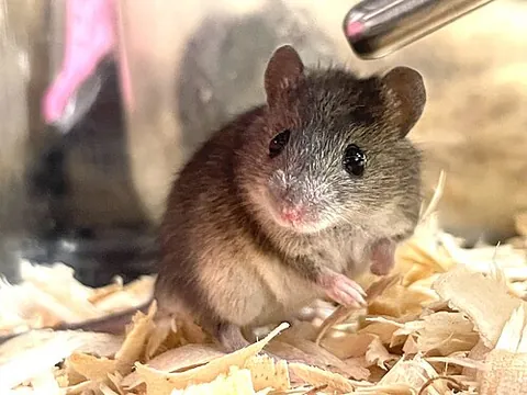 old world mouse: any mouse in the subfamily Murinae