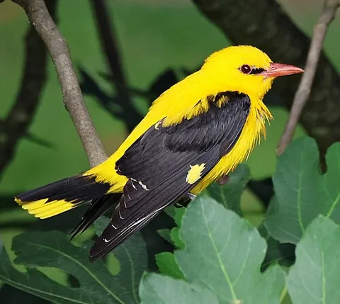 old world oriole: any member of the family Oriolidae of passerine birds