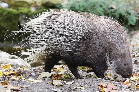 old world porcupine: any of the large, spiny-furred rodents of the family Hystricidae, native to the southern Eurasia...