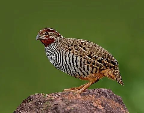 old world quail: a medium-sized bird in the pheasant family Phasianidae