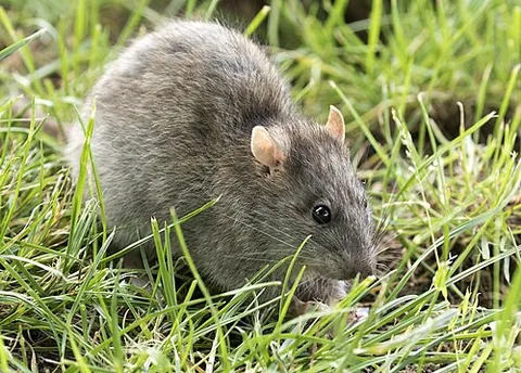 old world rat: any rat in the subfamily Murinae