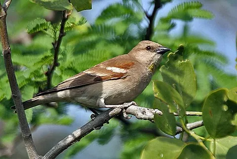 old world sparrow: any of the small passerine birds forming the family Passeridae