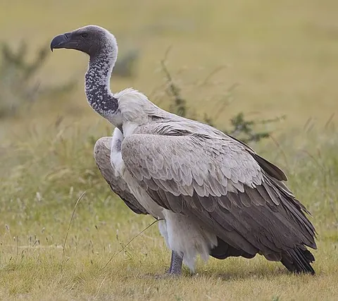 old world vulture: any of the large scavenging birds found in the Old World and belonging to the family Accipitridae