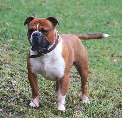 olde english bulldogge: an American dog breed of the bulldog type