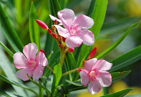 oleander: nerium oleander, a notoriously poisonous shrub in the dogbane family, Apocynaceae, but nonetheless...