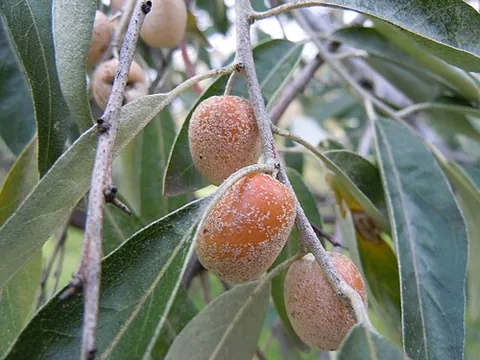 oleaster: a plant in the family Elaeagnaceae,