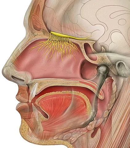 olfaction: the sense of smell; the detection of airborne molecules