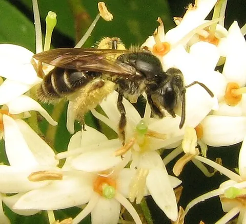 oligolecty: the preference of an insect pollinator (chiefly a bee) for pollinating only a few plant species