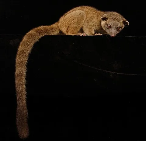 olingo: a small procyonid of most species of the genus Bassaricyon, resembling the kinkajou, native to the...