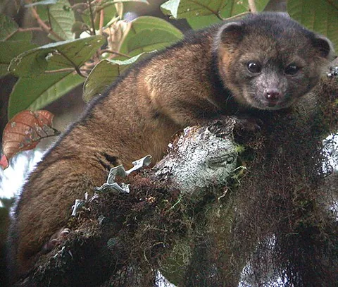 olinguito: a raccoon-like procyonid, of species Bassaricyon neblina, native to the Andean forests of Colombia...