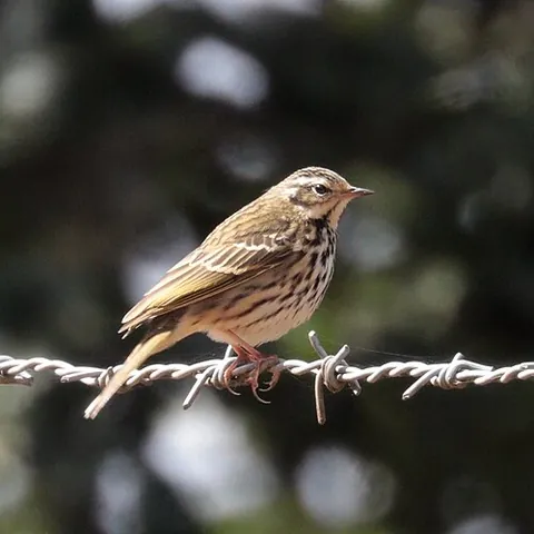 olive-backed pipit: anthus hodgsoni, passerine bird of the pipit (Anthus) genus, which breeds across southern, north...