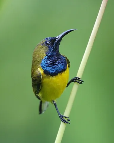 olive-backed sunbird: cinnyris jugularis, a bird of the sunbird family Nectariniidae
