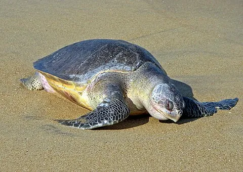 olive ridley sea turtle: lepidochelys olivacea, a species of sea turtle