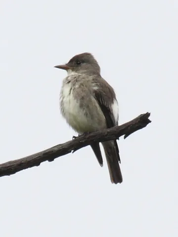 olive-sided flycatcher: a small to medium sized passerine bird in the family Tyrannidae, Contopus cooperi