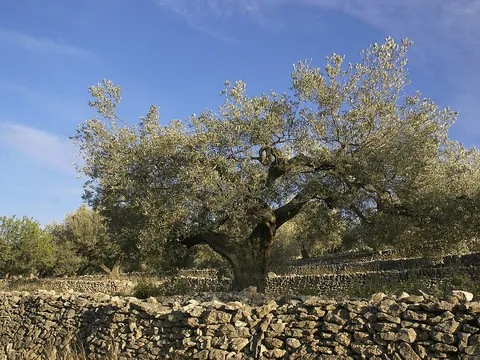 olive tree: an evergreen tree, Olea europaea, that produces olives as fruit