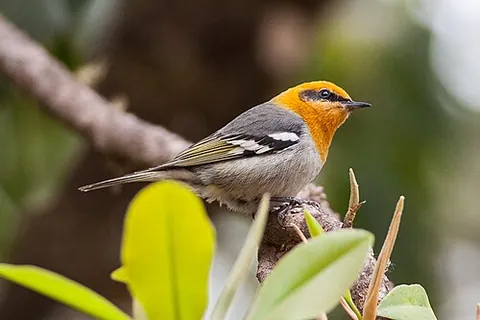olive warbler: any member of the species Peucedramus taeniatus of small birds