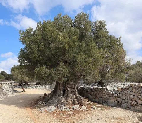 olive: a tree of species Olea europaea cultivated since ancient times in the Mediterranean for its fruit...