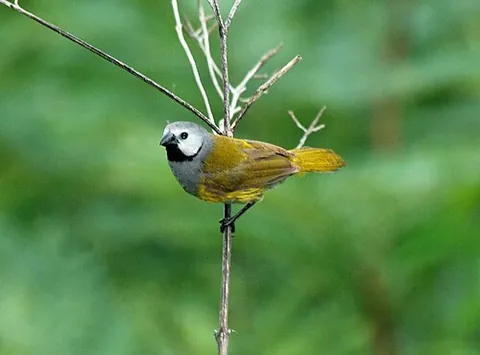 oliveback: any of the birds in the genus Nesocharis or Delacourella, found in western and central Africa