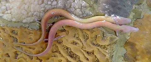 olm: proteus anguinus, a cave-dwelling neotenous salamander with external gills, found along the coast...